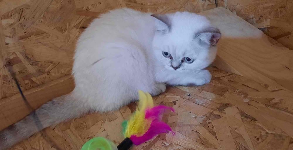 British chinchila shorthair