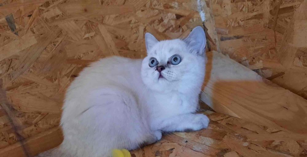 British chinchila shorthair