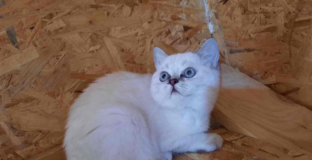 British chinchila shorthair