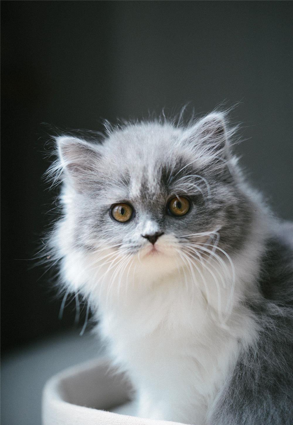 british long hair bicolor