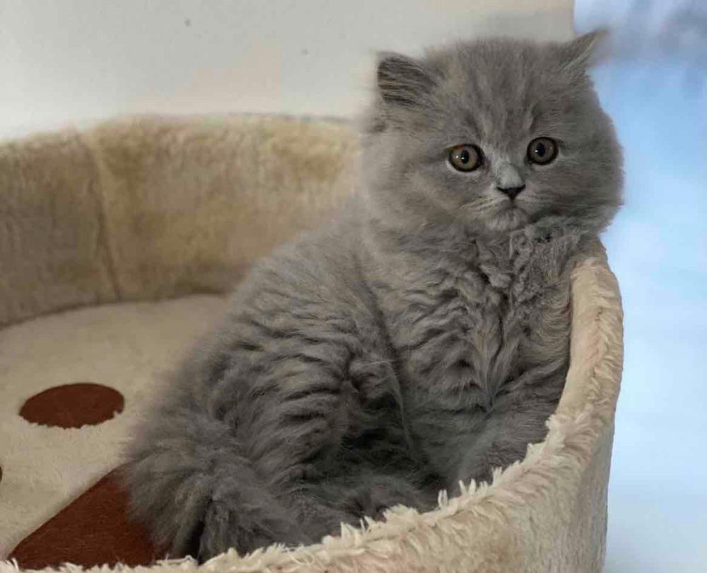 British Longhair Blue