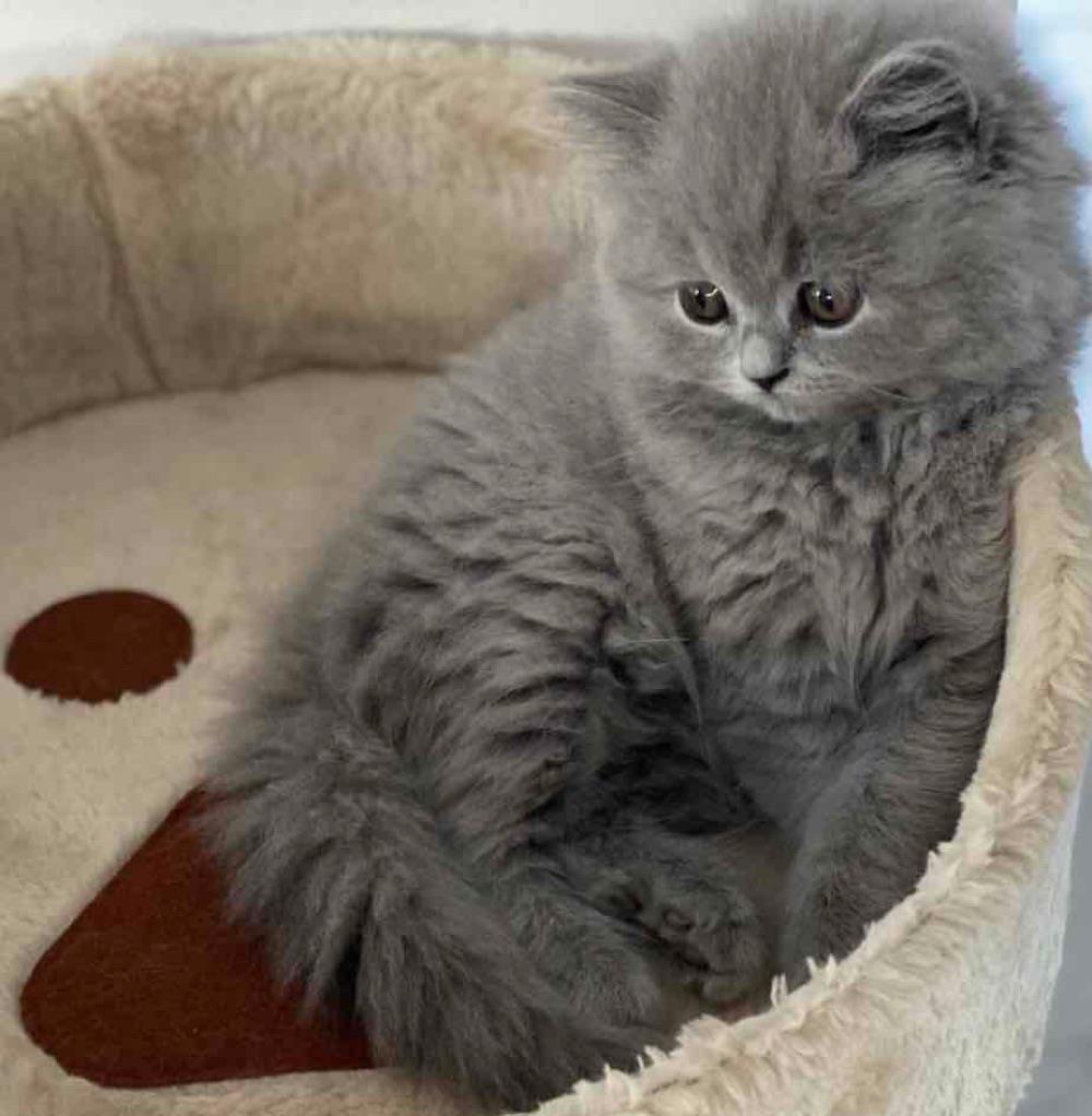 British Longhair Blue