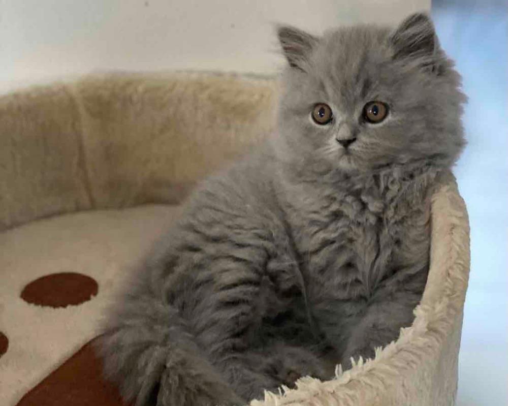 British Longhair Blue