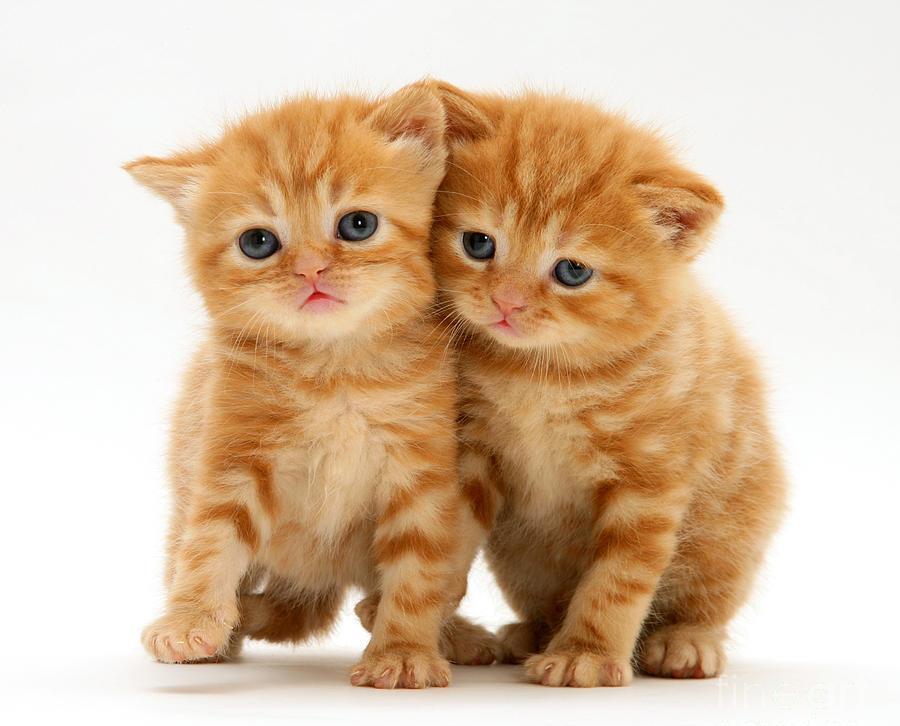 british red tabby