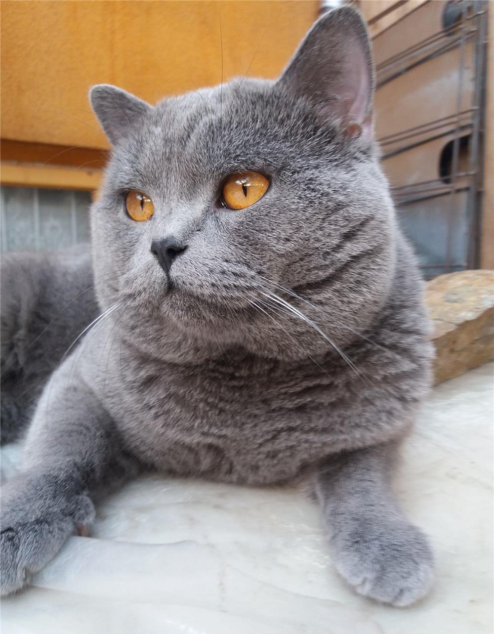 British Shortair Blue pui