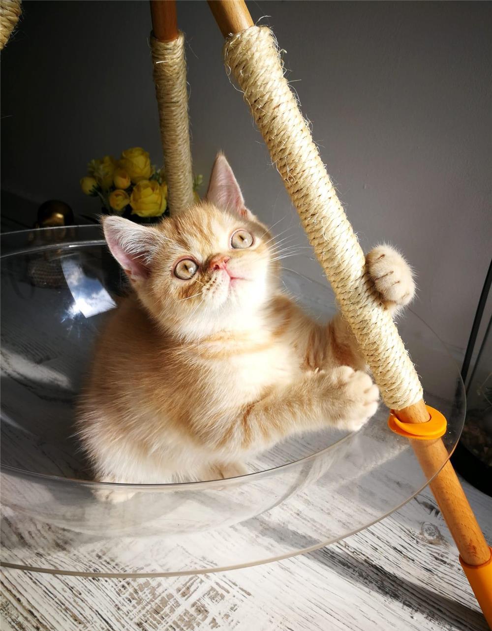 British Shorthair. Baietel 3 luni , carnetel complet
