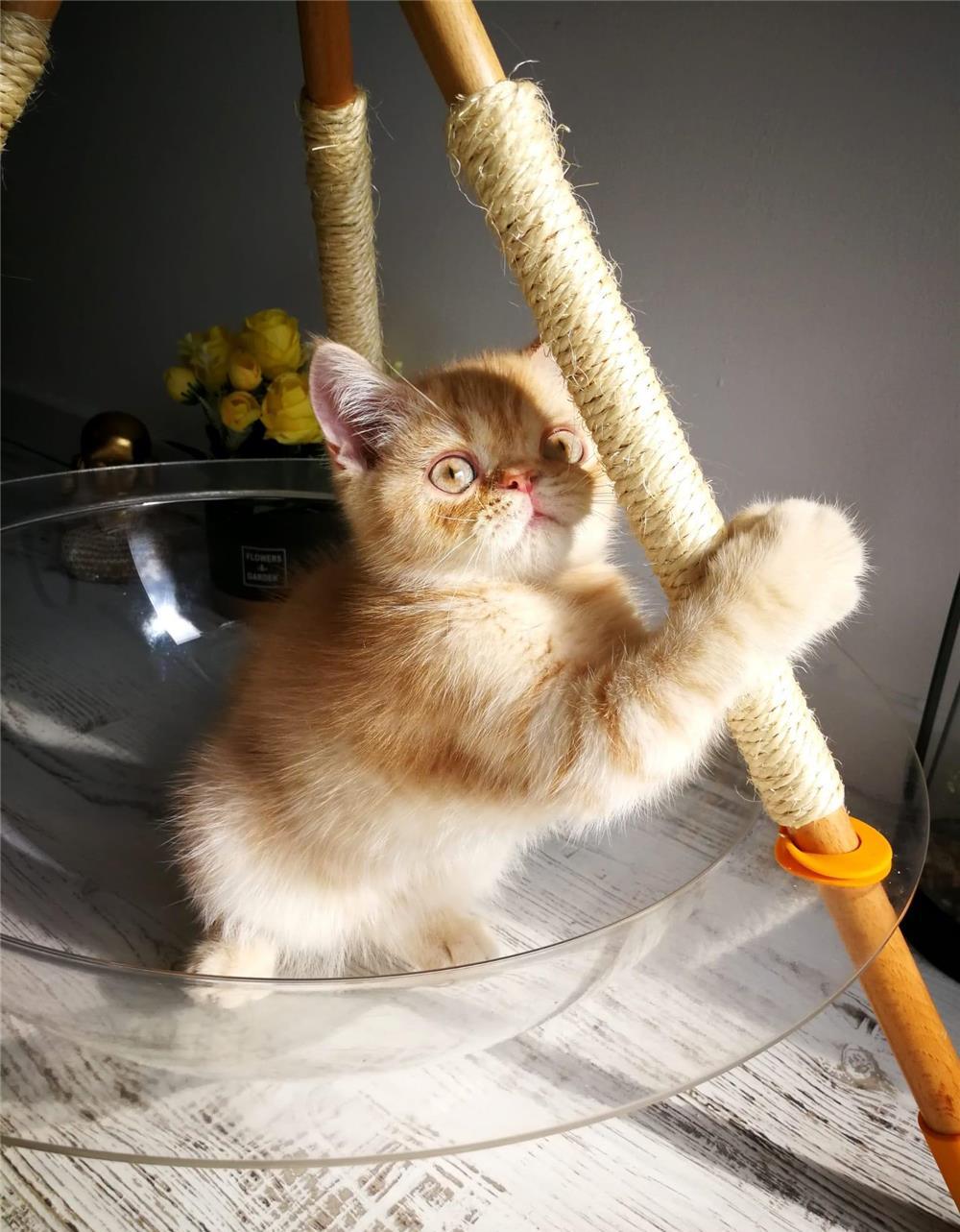 British Shorthair. Baietel 3 luni , carnetel complet