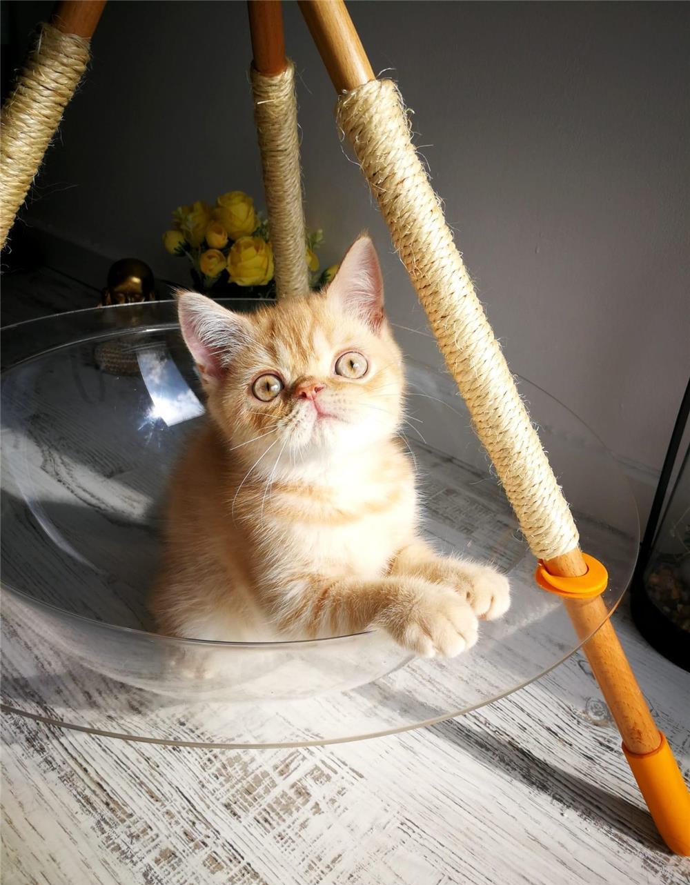 British Shorthair. Baietel 3 luni , carnetel complet