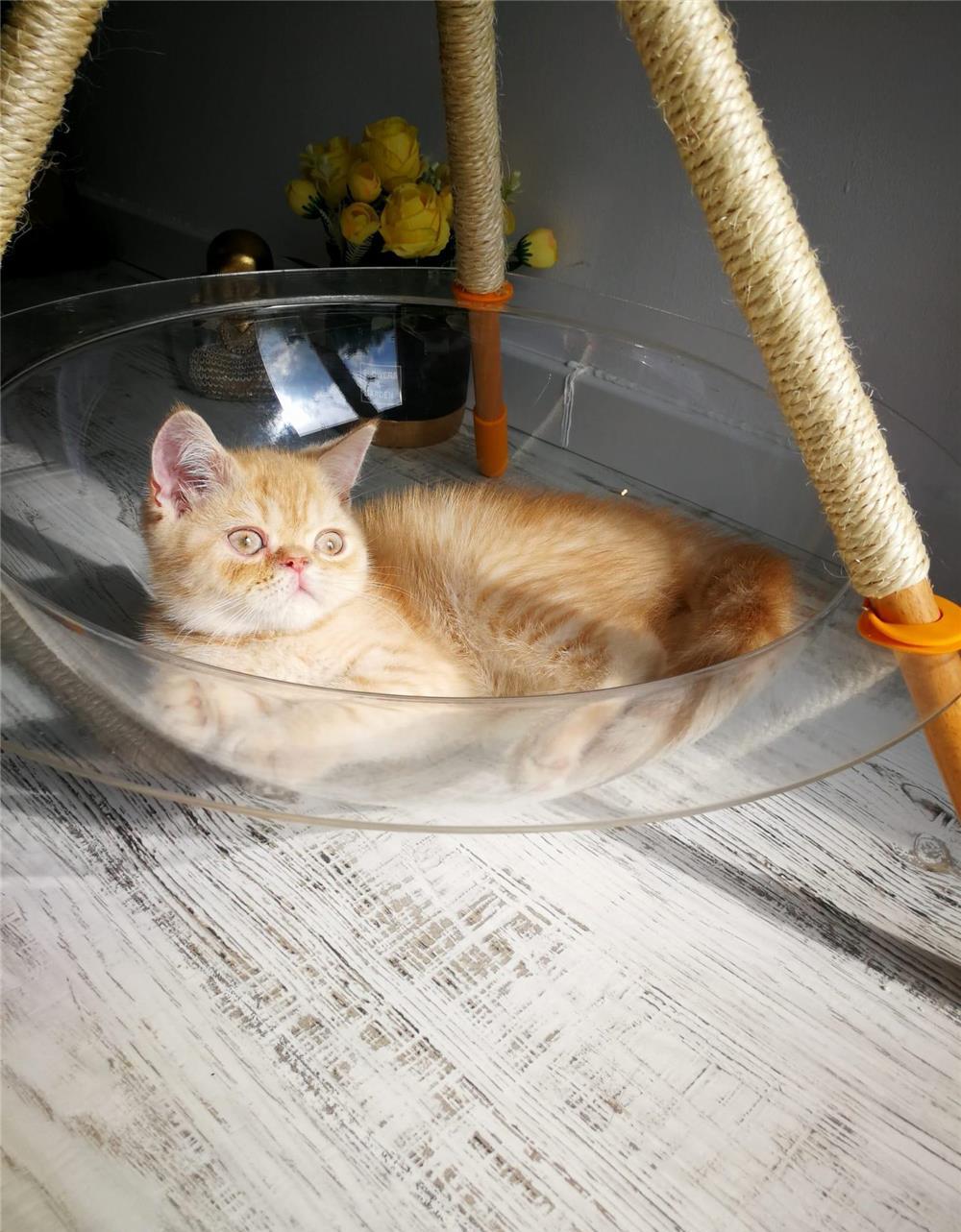 British Shorthair. Baietel 3 luni , carnetel complet