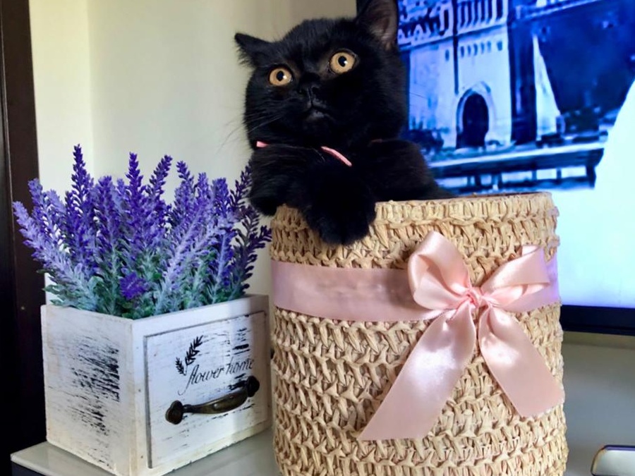 British Shorthair Black- Fetita!! Frumoasa si iubitoare.