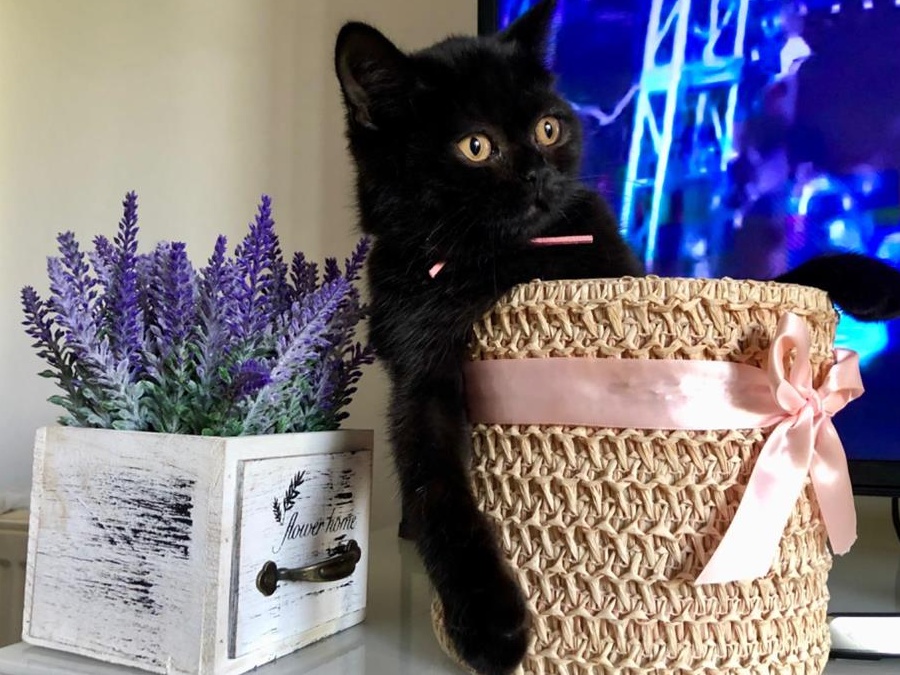 British Shorthair Black- Fetita!! Frumoasa si iubitoare.