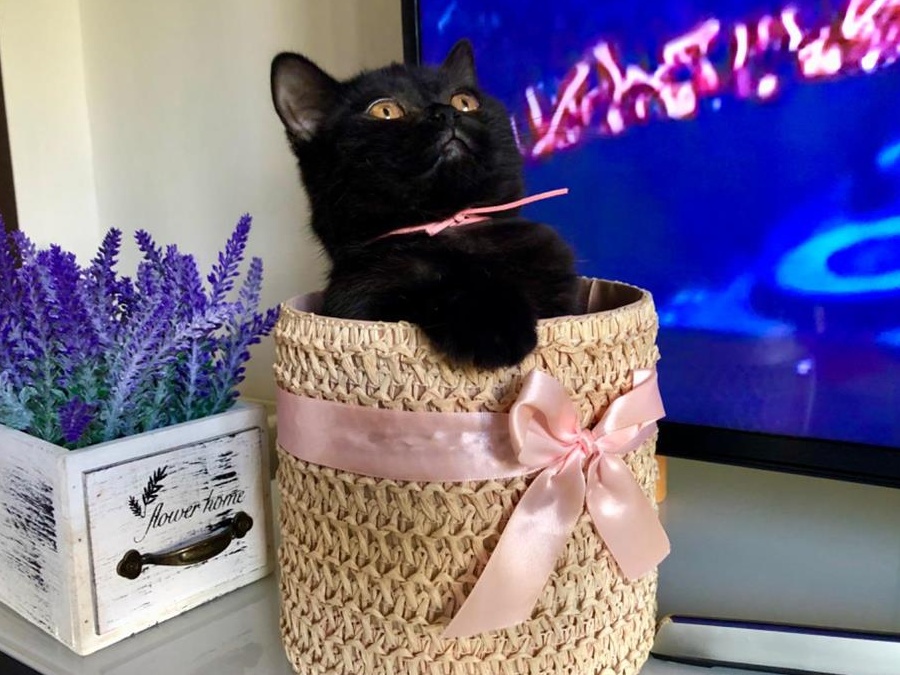 British Shorthair Black- Fetita!! Frumoasa si iubitoare.