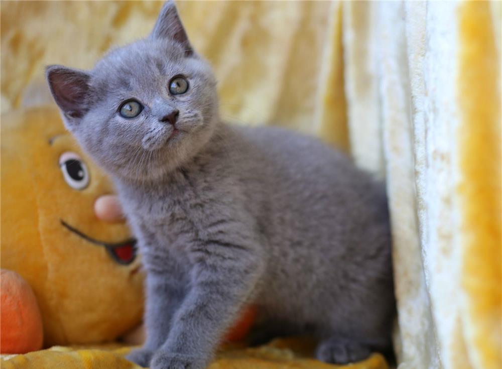 British Shorthair Blue din parinti cu pedigree, par scurt, transport la nivel national