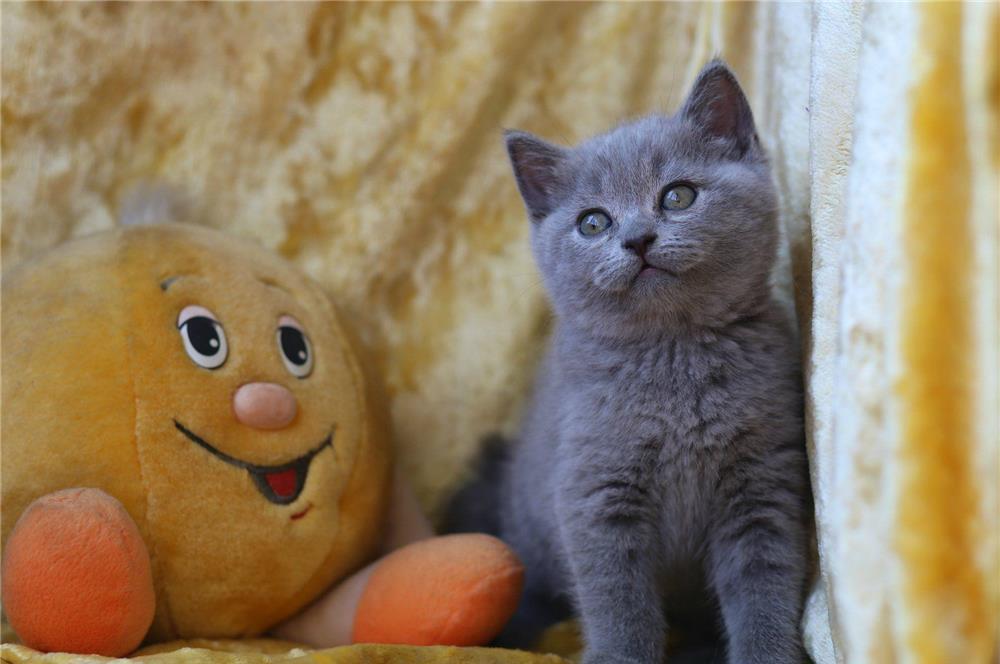 British Shorthair Blue din parinti cu pedigree, par scurt, transport la nivel national