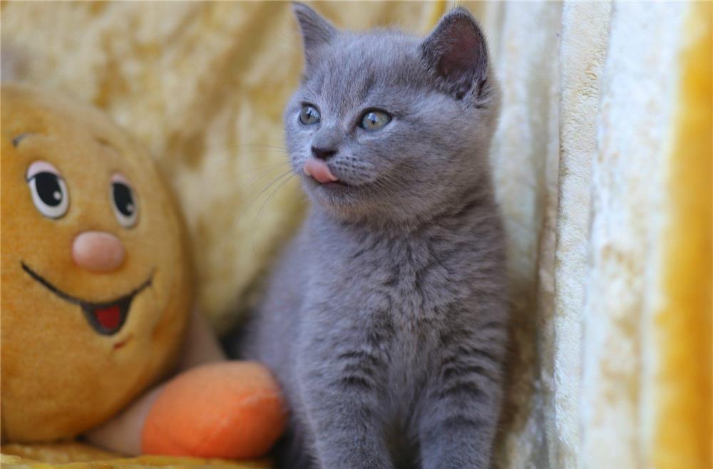 British Shorthair Blue din parinti cu pedigree, par scurt, transport la nivel national
