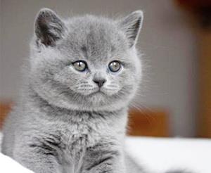 British Shorthair Blue - Livrare in Orice Oras