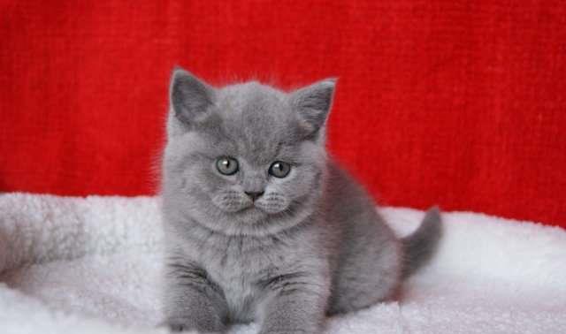 British Shorthair Blue - Livrare in Orice Oras