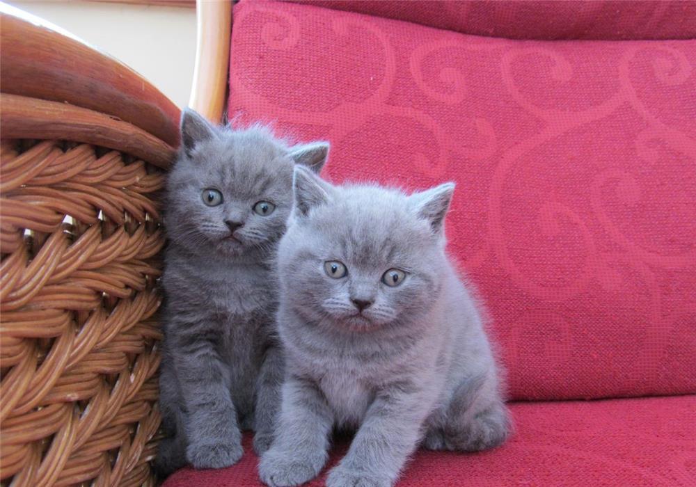 British Shorthair Blue - Livrare in Orice Oras