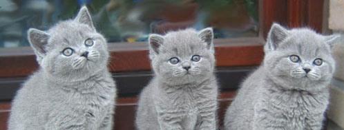 British Shorthair Blue - Livrare in Orice Oras