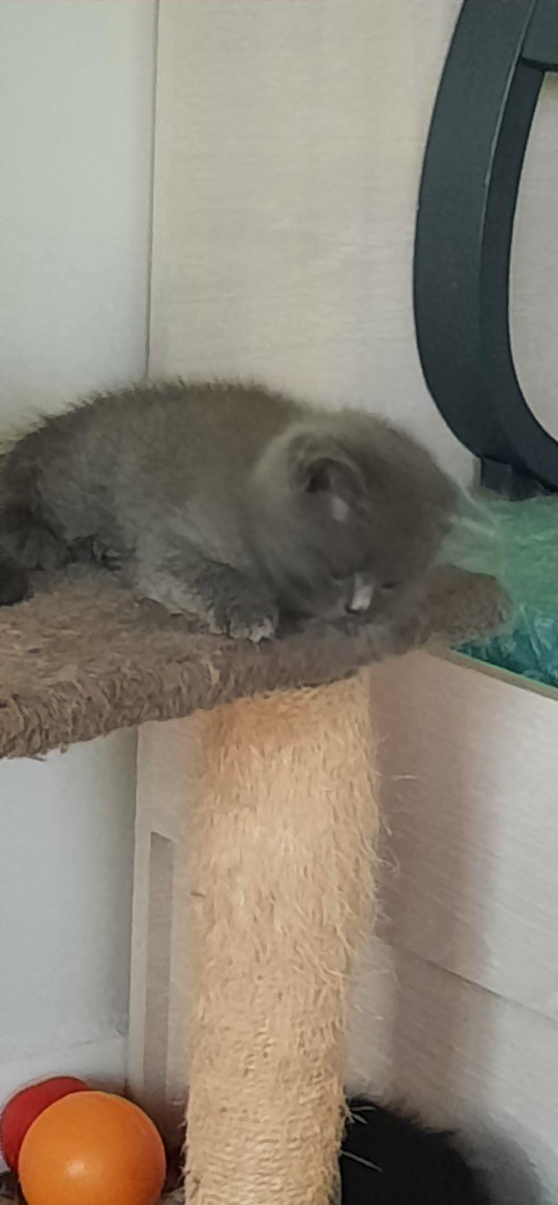 British shorthair blue , negru si tabby black