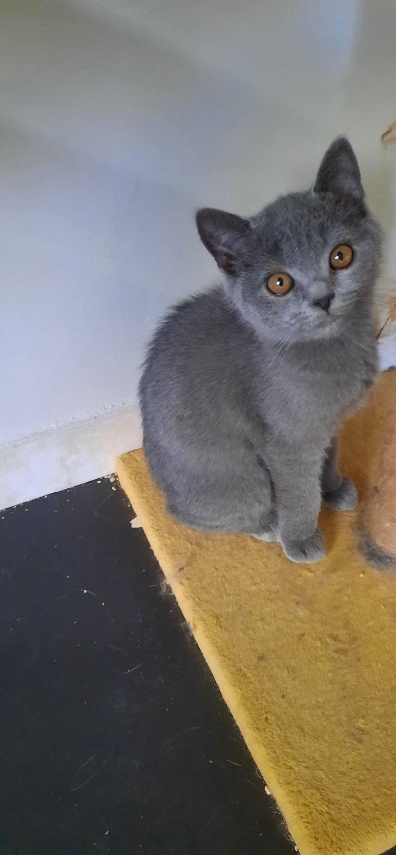 British shorthair blue , negru si tabby black