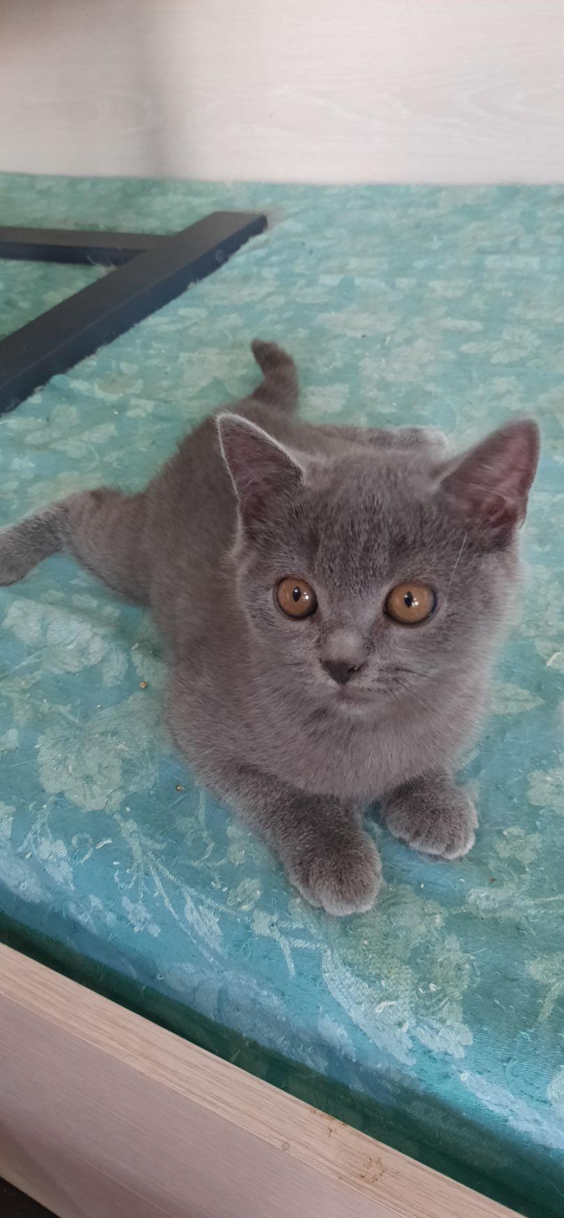 British shorthair blue , negru si tabby black