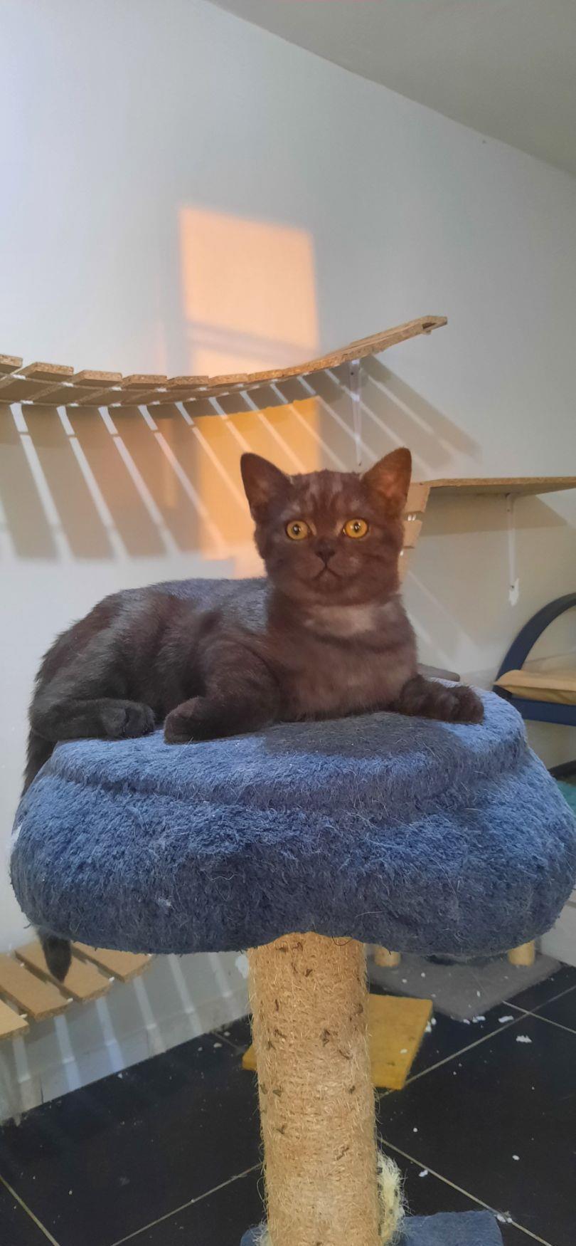 British shorthair blue , negru si tabby black