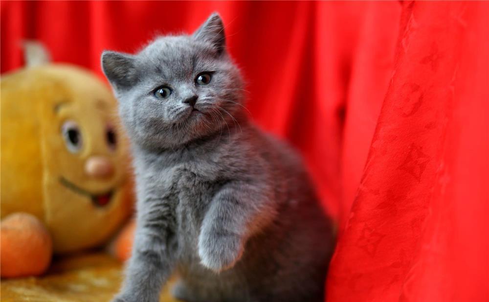 British Shorthair Blue, par scurt, linie genetica de top