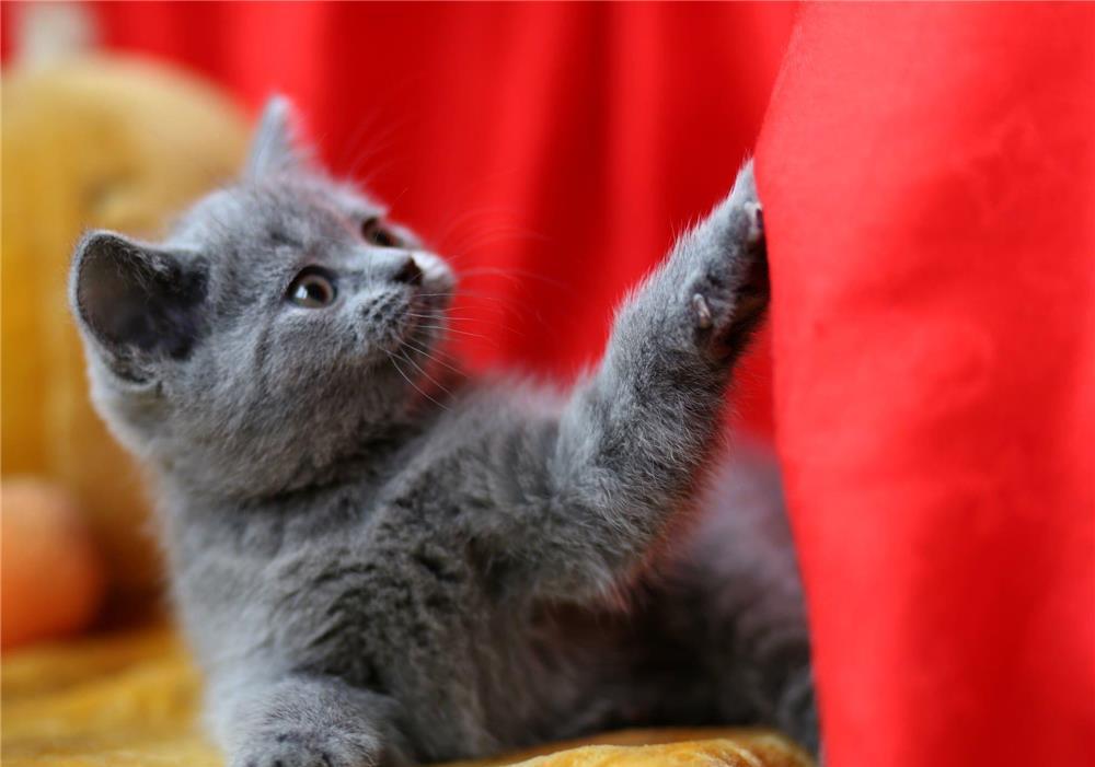 British Shorthair Blue, par scurt, linie genetica de top