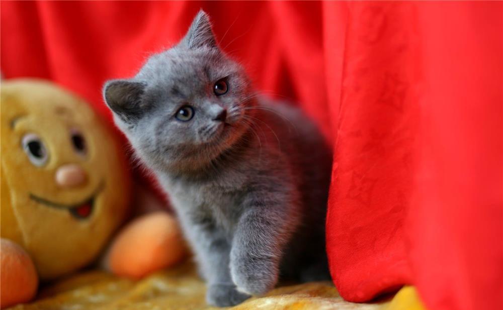 British Shorthair Blue, par scurt, linie genetica de top