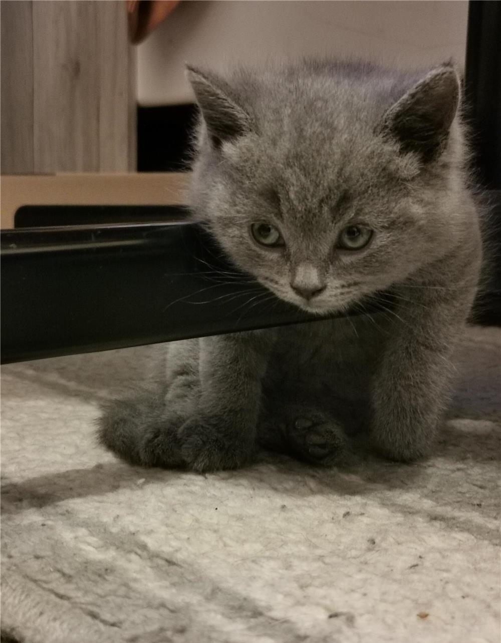 British Shorthair Blue puiuți