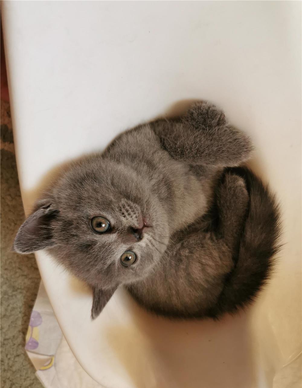 British Shorthair Blue puiuți