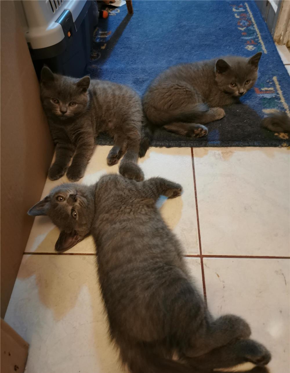 British Shorthair Blue puiuți