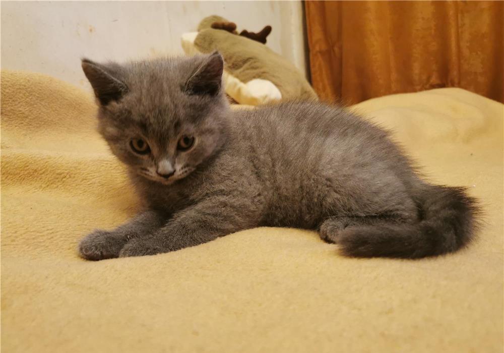 British Shorthair Blue puiuți
