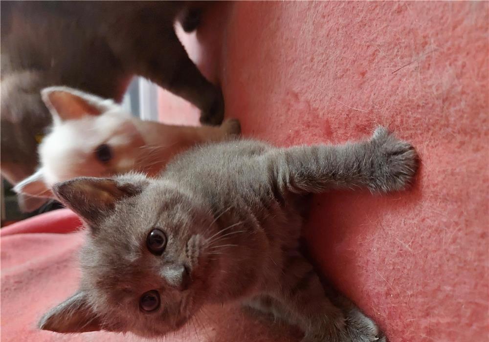 British shorthair blue si colorpoint