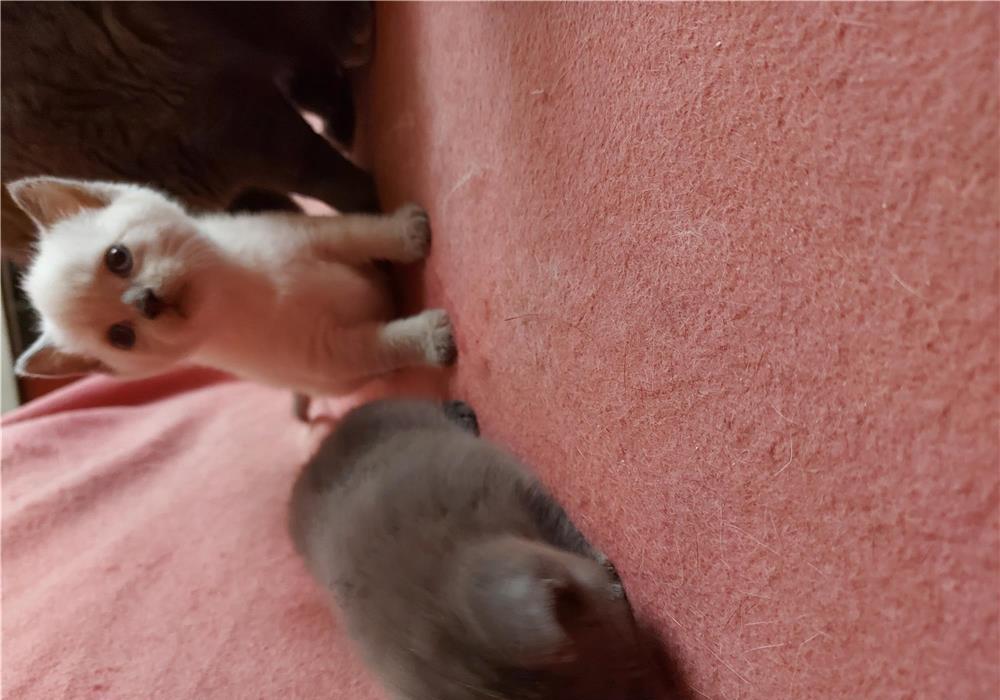British shorthair blue si colorpoint