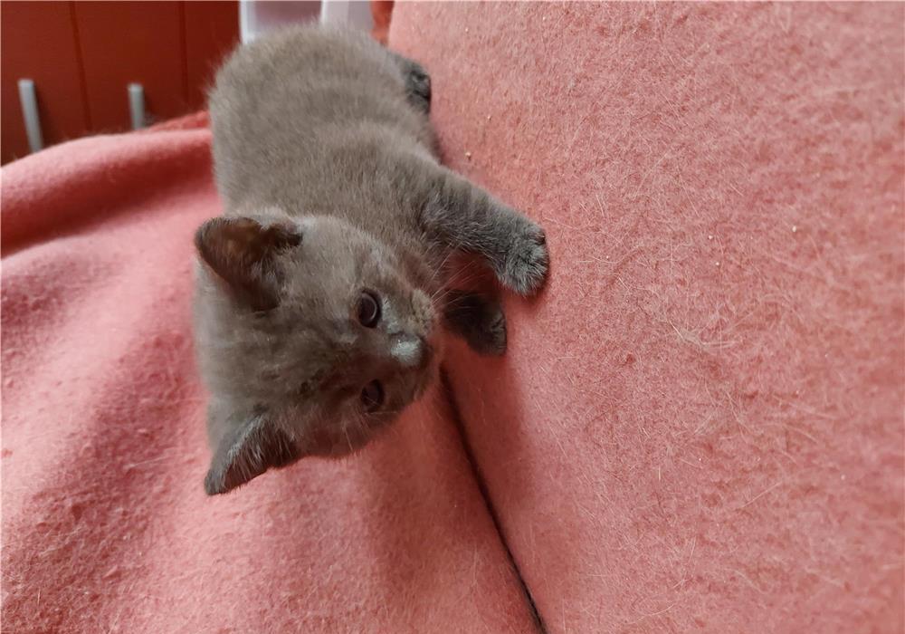 British shorthair blue si colorpoint