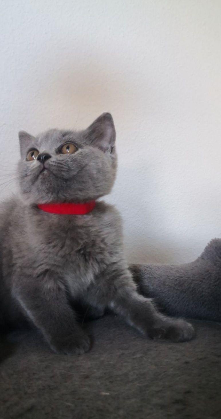 British shorthair blue vaccinați