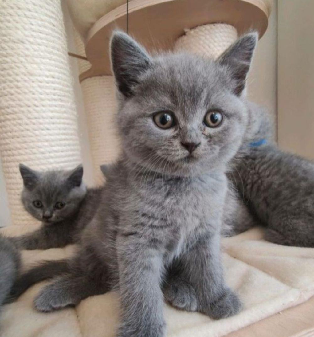 British shorthair blue vaccinați rasa pura