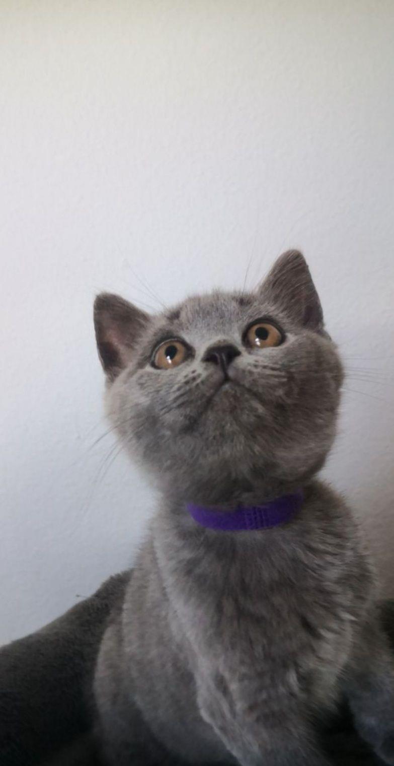 British shorthair blue vaccinați rasa pura