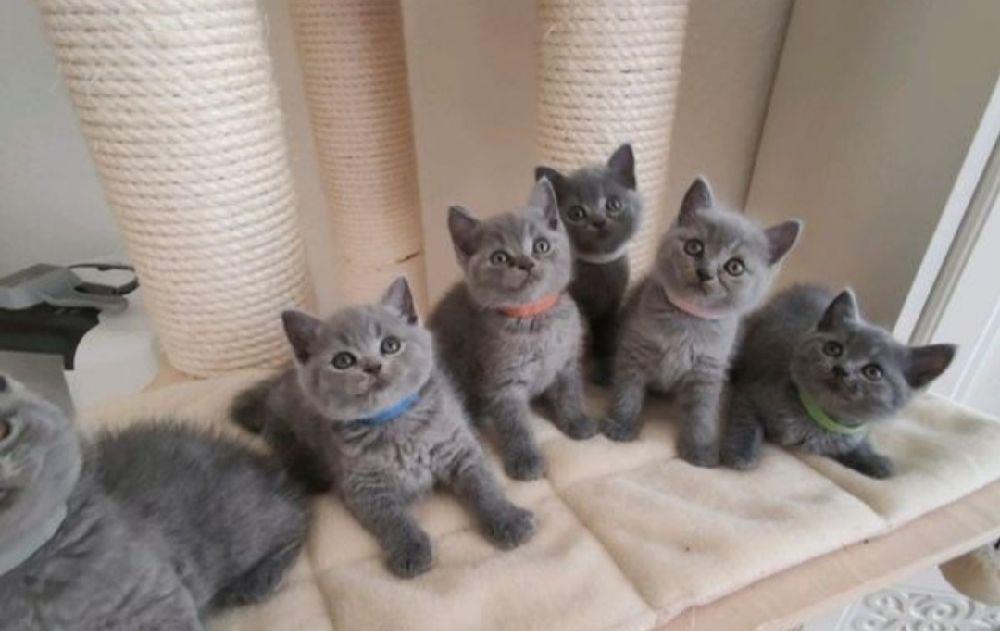 British shorthair blue vaccinați rasa pura