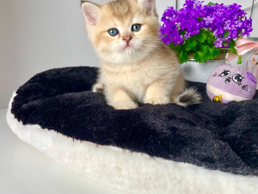 British Shorthair Chinchilla Superbi -baieti- Pkd/Fiv/Felv/Fcov