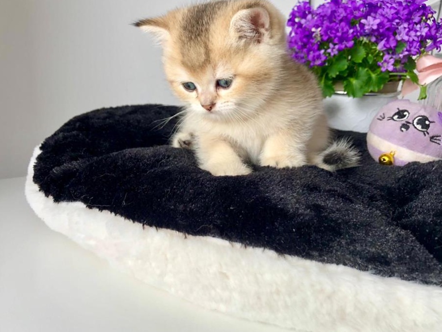 British Shorthair Chinchilla Superbi -baieti- Pkd/Fiv/Felv/Fcov