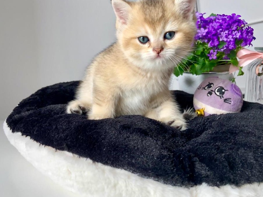 British Shorthair Chinchilla Superbi -baieti- Pkd/Fiv/Felv/Fcov
