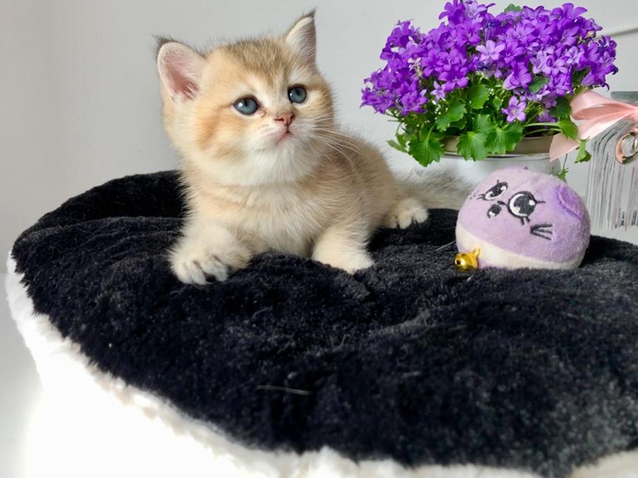 British Shorthair Chinchilla Superbi -baieti- Pkd/Fiv/Felv/Fcov