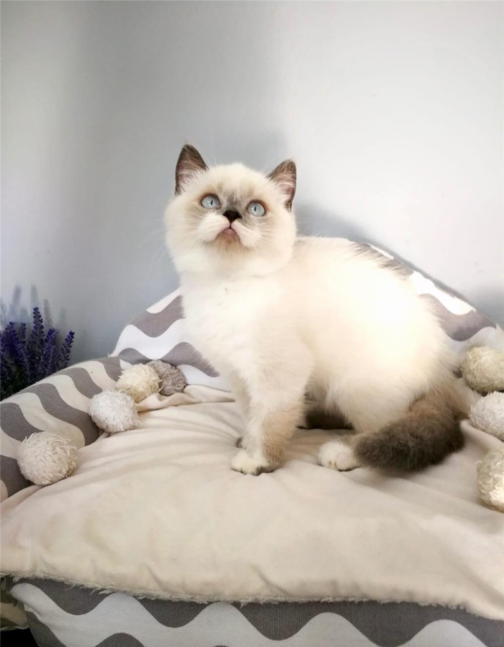British Shorthair Color Point , ambii parinti Pkd, Fiv, Felv, Fcov