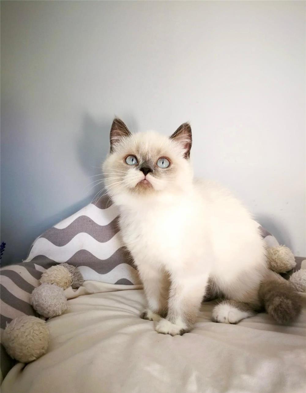 British Shorthair Color Point , ambii parinti Pkd, Fiv, Felv, Fcov