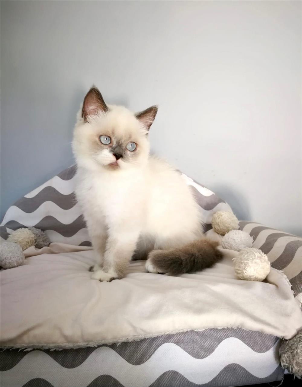 British Shorthair Color Point , ambii parinti Pkd, Fiv, Felv, Fcov