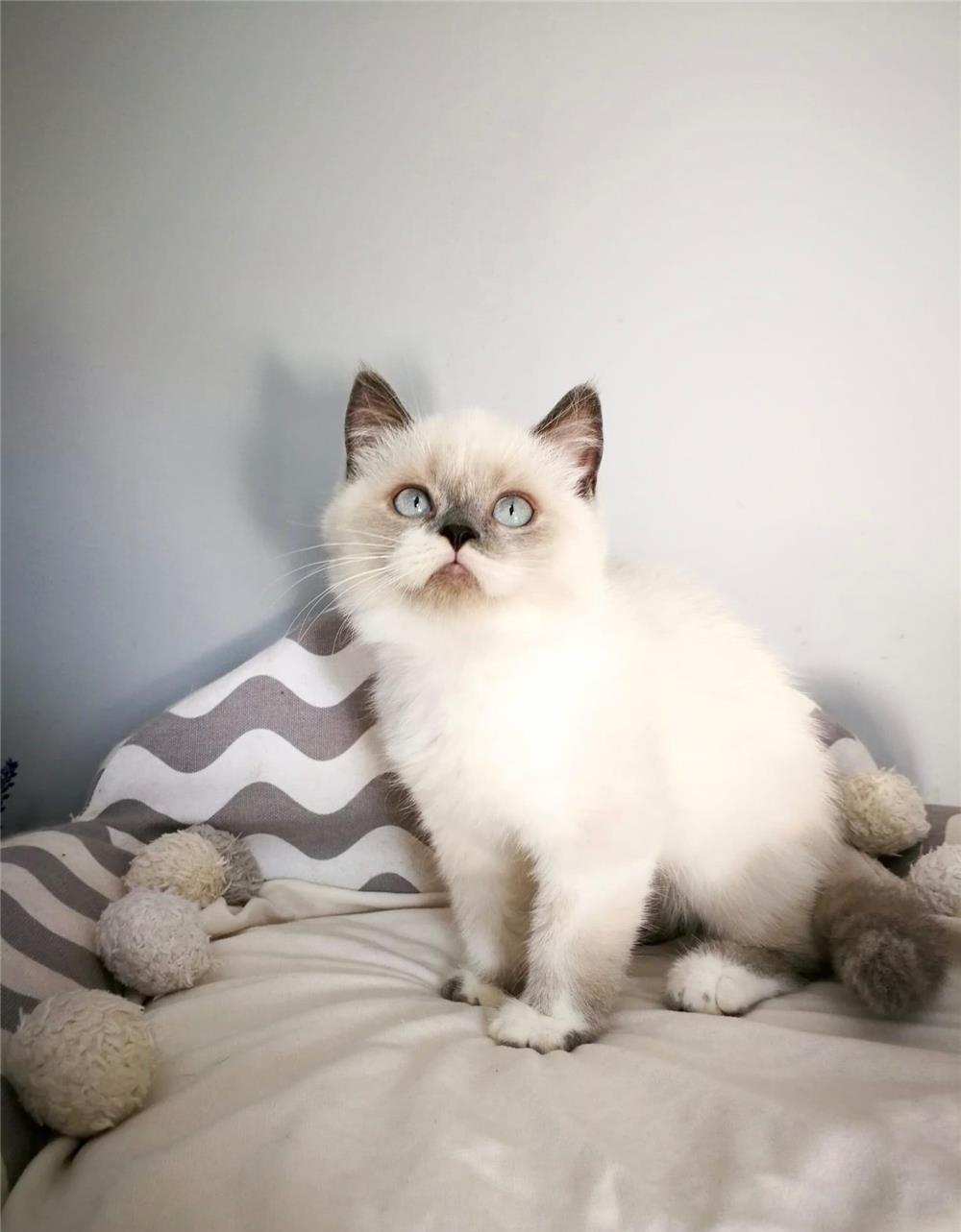 British Shorthair Color Point , ambii parinti Pkd, Fiv, Felv, Fcov