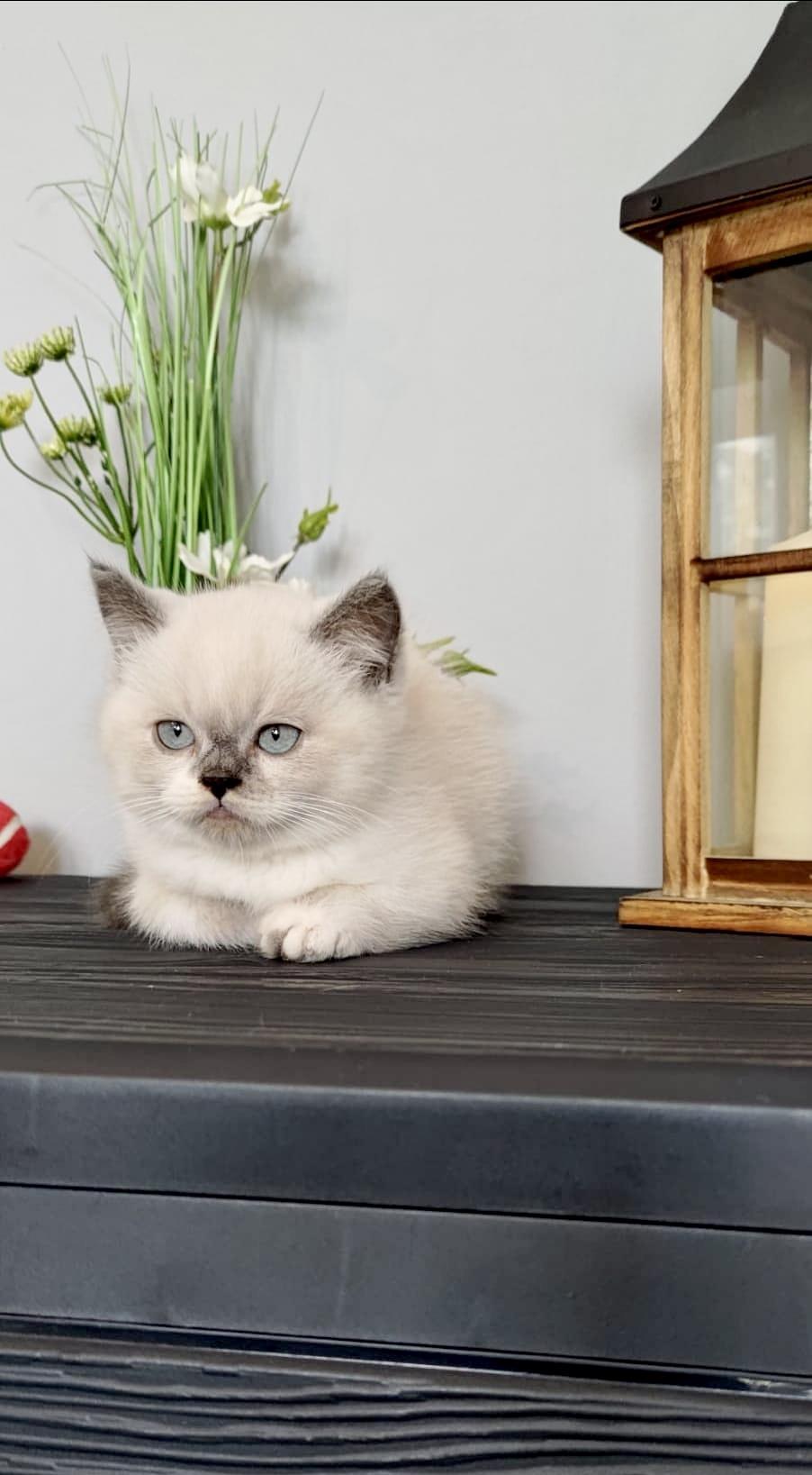 British Shorthair Color Point , ambii parinti Pkd/Fiv/Felv/Fcov